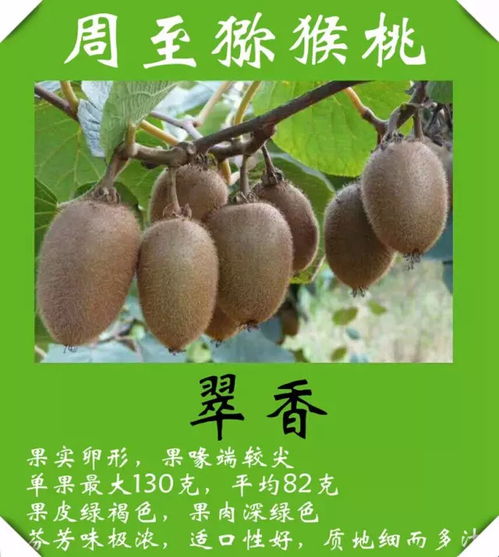 克拉瑪依人專享 獼猴桃直采直銷基地，新鮮包郵到家