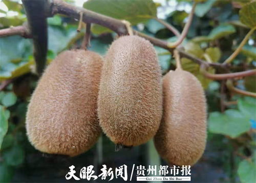 貴州修文7萬噸獼猴桃開啟網絡預售，電商賦能拓寬“黃金果”出山路
