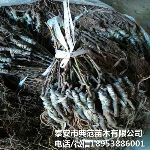 布魯諾獼猴桃苗市場全解析 銷售渠道、價格與產業發展